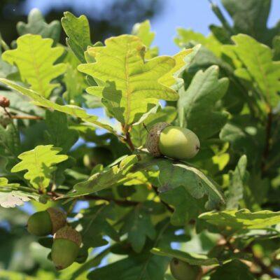 Oak
